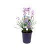 140mm - Tulbaghia hybrid Dark Star