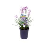 140mm - Tulbaghia hybrid Dark Star