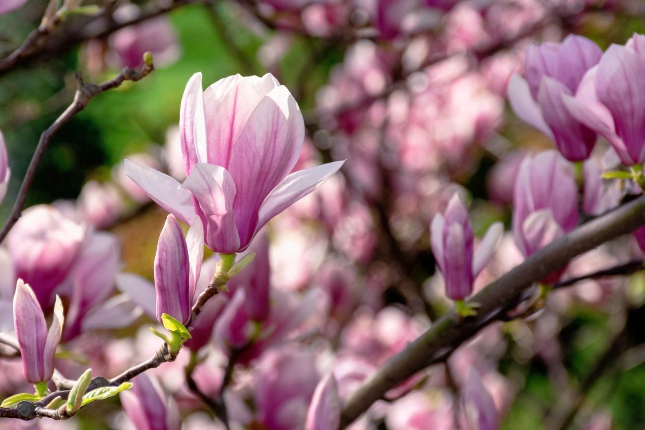 Close up of a magnolia