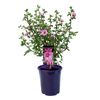 140mm Anisodontea - African rose Dayo