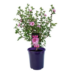 140mm Anisodontea - African rose Dayo