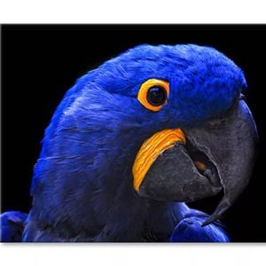 Close-Up Of a Parrot Head  Print 100% Australian Made 150 x 100cm  (Stretched)