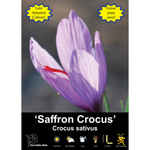 Yarra Valley Bulbs Saffron Crocus - 1 Pack