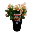 150mm Begonia Elatior - Begonia hiemalis
