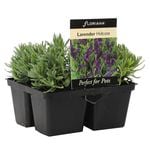 4 Cell Lavender Hidcote - Lavandula angustifolia