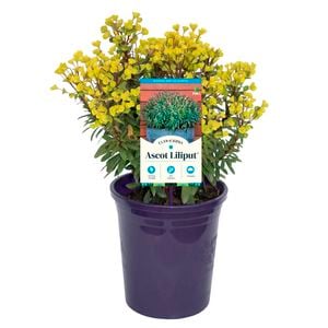 140mm Spurge - Euphorbia Ascot Liliput