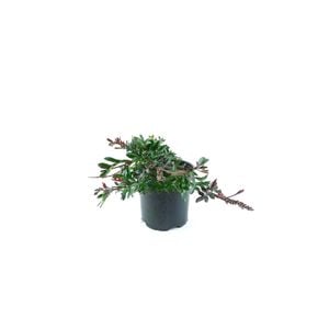 250mm Grevillea Gaudi Chaudi - Grevillea 'Gaudichaudii'