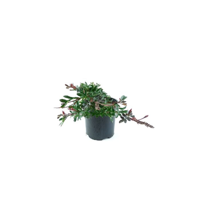 250mm Grevillea Gaudi Chaudi - Grevillea 'Gaudichaudii'