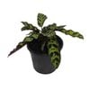 120mm Rattlesnake Plant - Calathea insignis