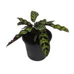 120mm Rattlesnake Plant - Calathea insignis