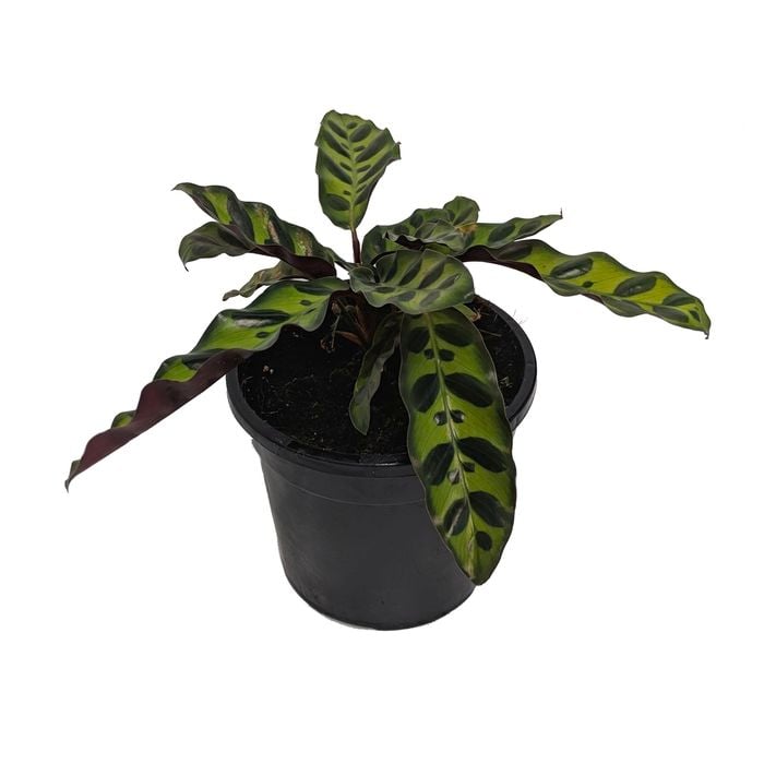 120mm Rattlesnake Plant - Calathea insignis