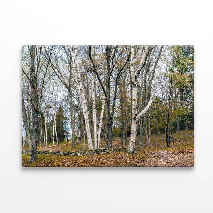 Forest Trees in autumn  Print 100% Australian Made 90 x 60cm  (Stretched)