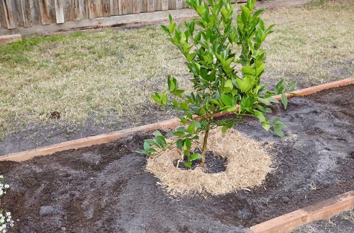 A freshly planted young tree surrounded by mulch, but without a stake in place next to it