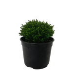 2L Hebe Emerald Green - Hebe hybrid