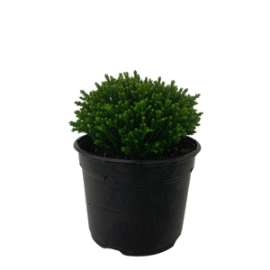 2L Hebe Emerald Green - Hebe hybrid