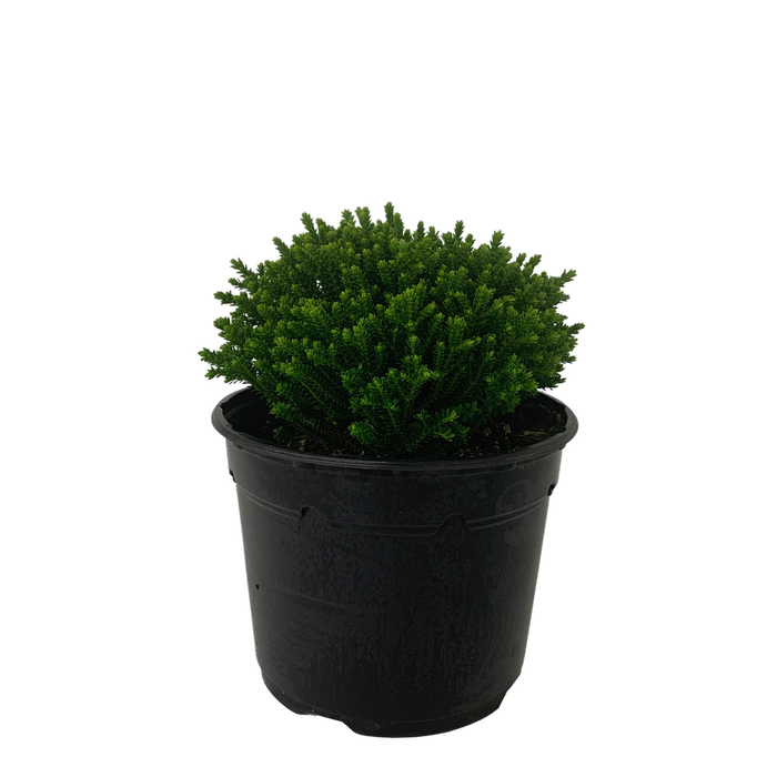 2L Hebe Emerald Green - Hebe hybrid