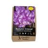 Yarra Valley Bulbs Colchicum Byzantinum - 3 Pack