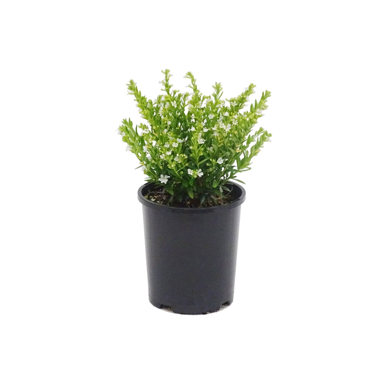 140mm Cuphea White - Cuphea hyssopifolia - Bunnings Australia