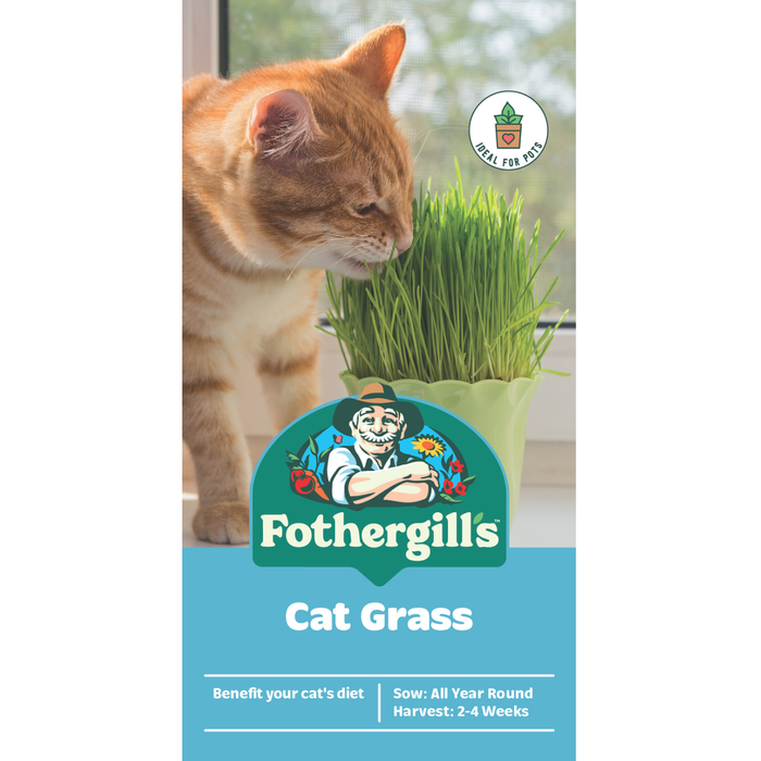 Fothergill's Cat Grass Seeds