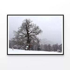 Oak Tree with Forest Scenery  Print 100% Australian Made 120x90cm  (Poster)