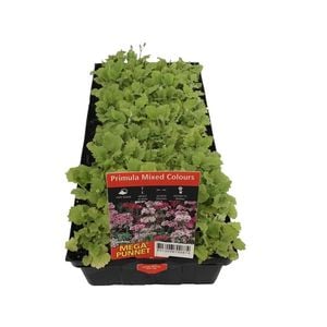 Punnet Primula Mix Colours - Primula malacoides - Mega Punnet Flowering Range
