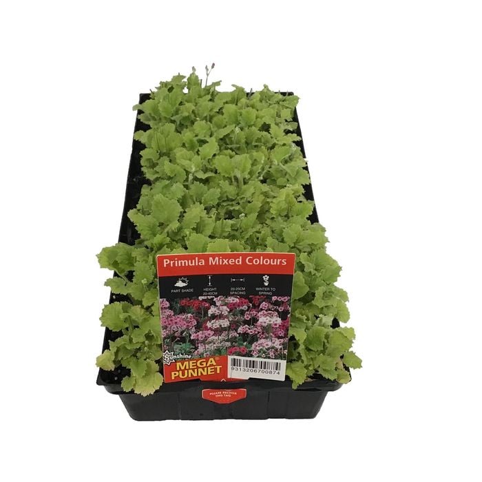 Punnet Primula Mix Colours - Primula malacoides - Mega Punnet Flowering Range