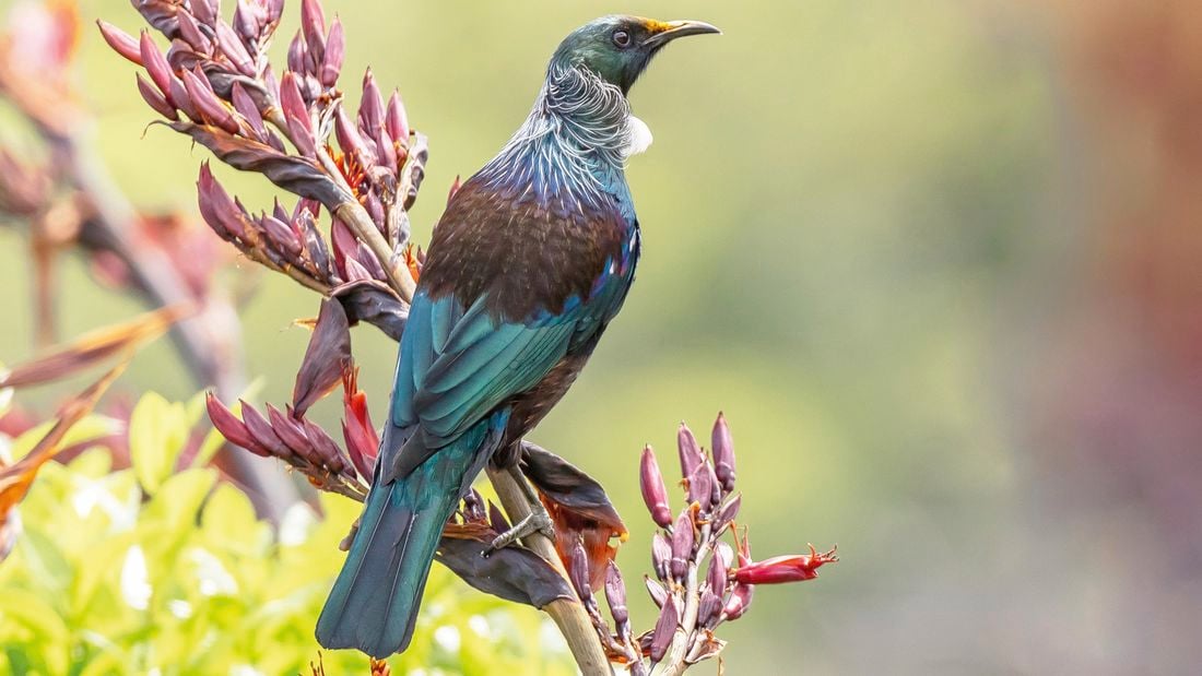 A bird sitting on a branch outside