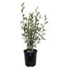 1.9L Corokia Geentys Green - Hedge It
