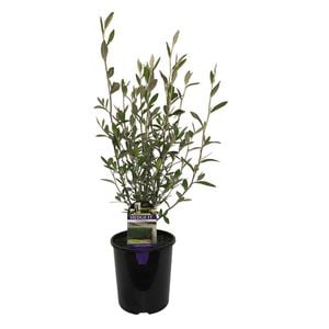 1.9L Corokia Geentys Green - Hedge It