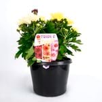180mm Chrysanthemum Triple Treat
