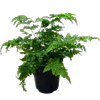 140mm Dryopteris Crispa Whiteside Fern - Dryopteris dilatata