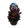 130mm Assorted Gardeners Succulents