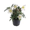 2.5L Helleborous Jacob - Helleborus niger