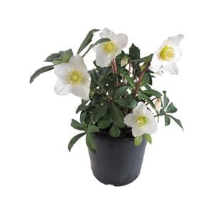 2.5L Helleborous Jacob - Helleborus niger
