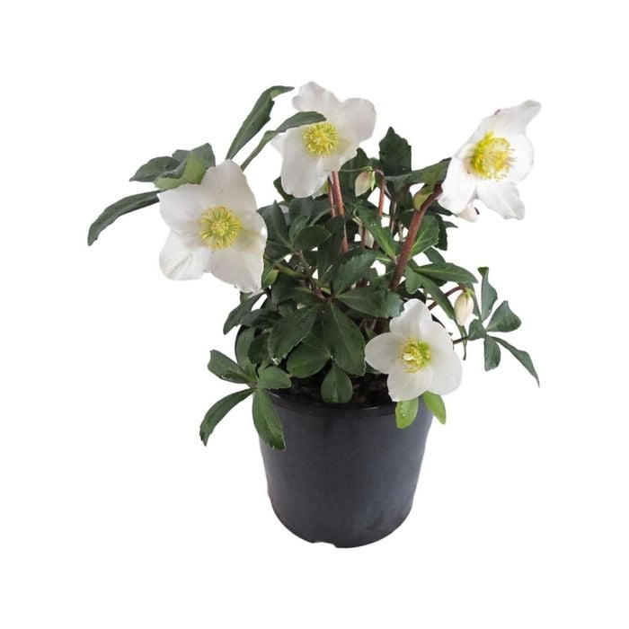 2.5L Helleborous Jacob - Helleborus niger