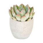 Succulents & Cacti