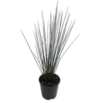 1.9L Rush - Juncus Blue Dart