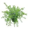 4L Coastal Rosemary Mundi - Westringia Mundi 