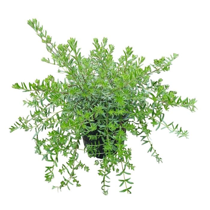 4L Coastal Rosemary Mundi - Westringia Mundi 