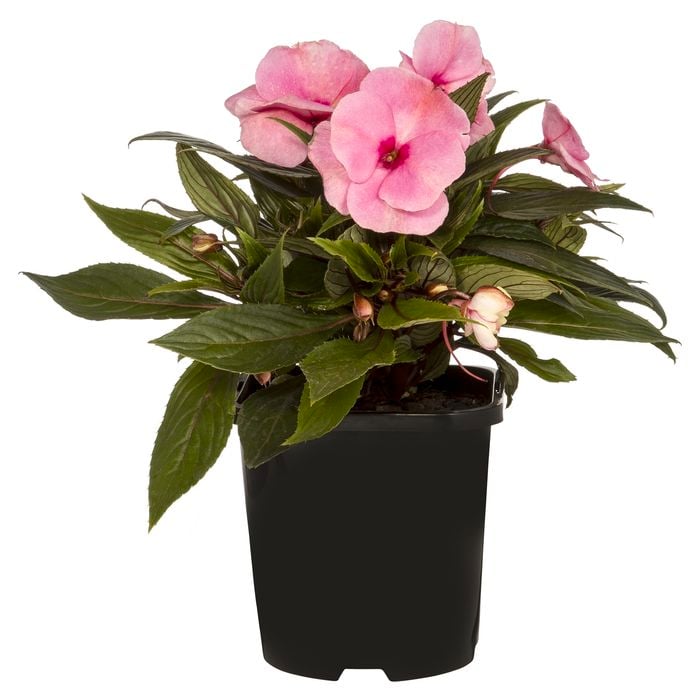 125mm New Guinea Impatiens - Impatiens x hybrida (I. Hawkeri)
