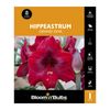 Bloomin Bulbs Hippeastrum Grand Diva - 1 Pack