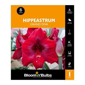 Bloomin Bulbs Hippeastrum Grand Diva - 1 Pack