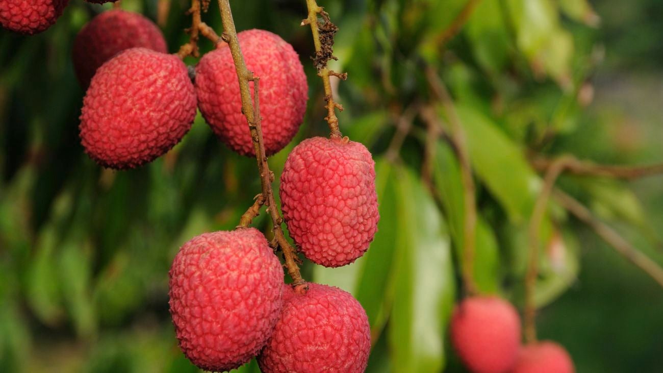 Lychee tree growing lychees.