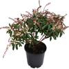 2.5L Pieris Assorted - Ericaceae