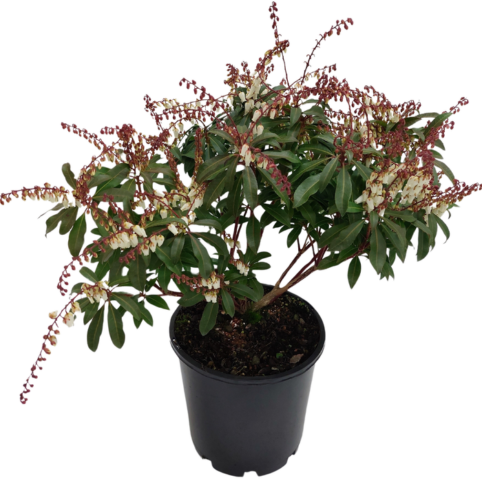 2.5L Pieris Assorted - Ericaceae