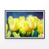 Flowers Known As Lady Tulips   Print 100% Australian Made 120x90cm  (Poster)