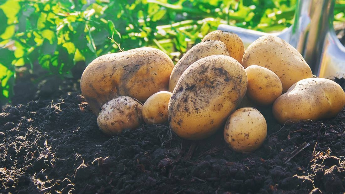 Some freshly dug potatoes.