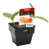 100mm Pumpkin Butternut - Cucurbita moschata