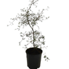 1L Kowhai - Sophora microphylla