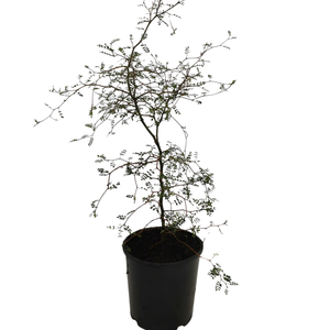 1L Kowhai - Sophora microphylla